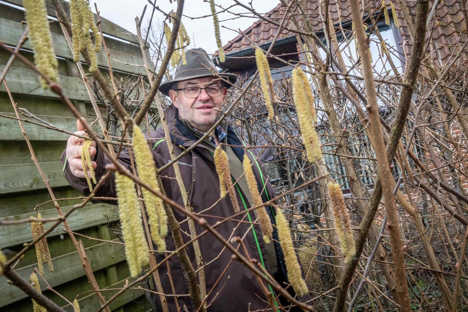 Patrick Meesters van Bosgroep Limburg bij een bloeiende hazelaar in zijn tuin.