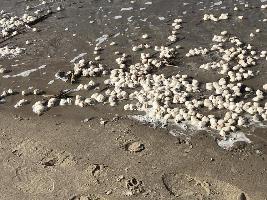 Skeletten van de zeeklit, een soort zee-egel.