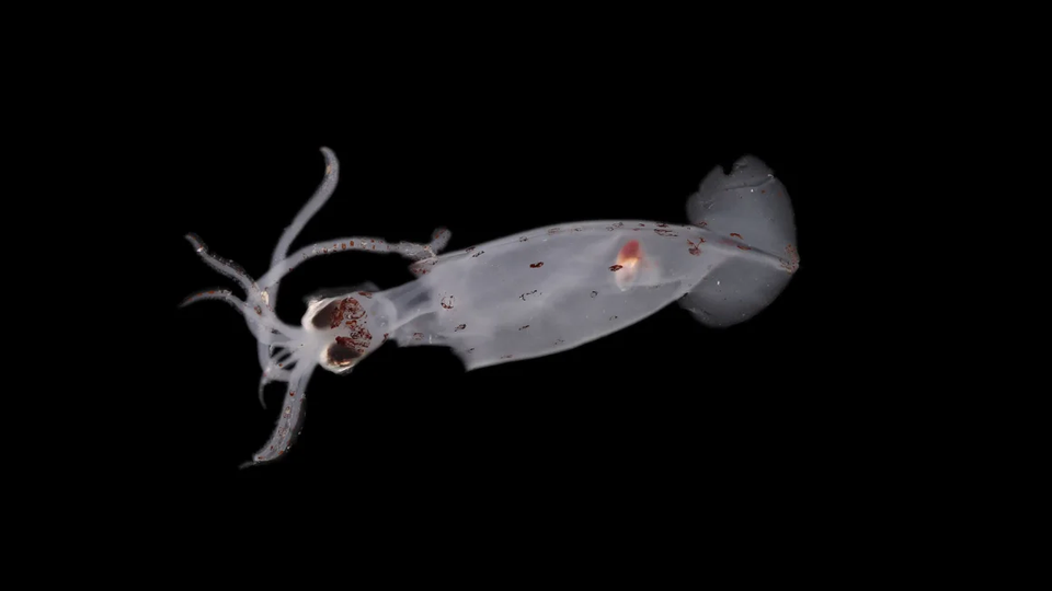 Deze doorzichtige diepzee-inktvis is mogelijk een nieuw ontdekte soort.