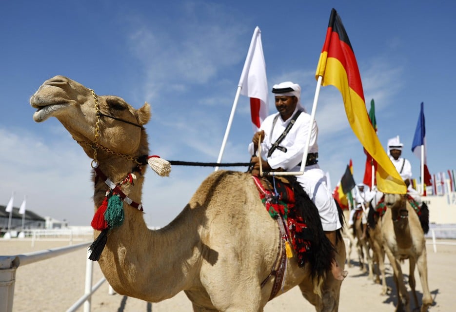 De kamelen pronken met de vlaggen van de WK-landen. 