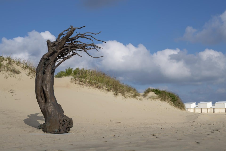 Een buigende boom in brons op het strand in Oostduinkerke: ‘Windswept’ van Els Dietvorst. 