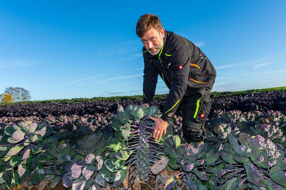 Jurgen Santermans toont zijn veld vol paarse spruitjes. “Ze smaken minder bitter en ze ogen anders.”  