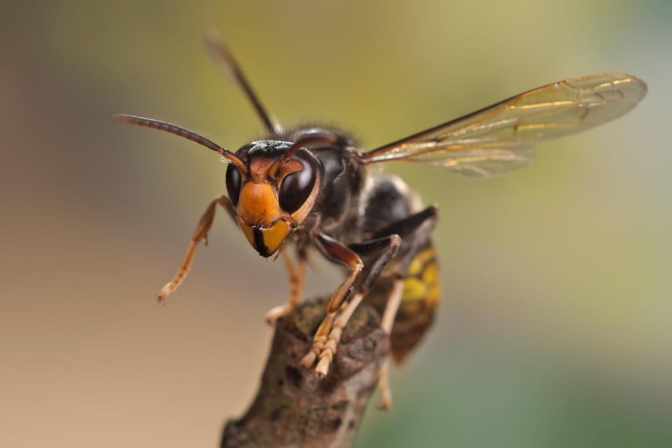 De Vespa velutina of ‘onze’ Aziatische hoornaar.  