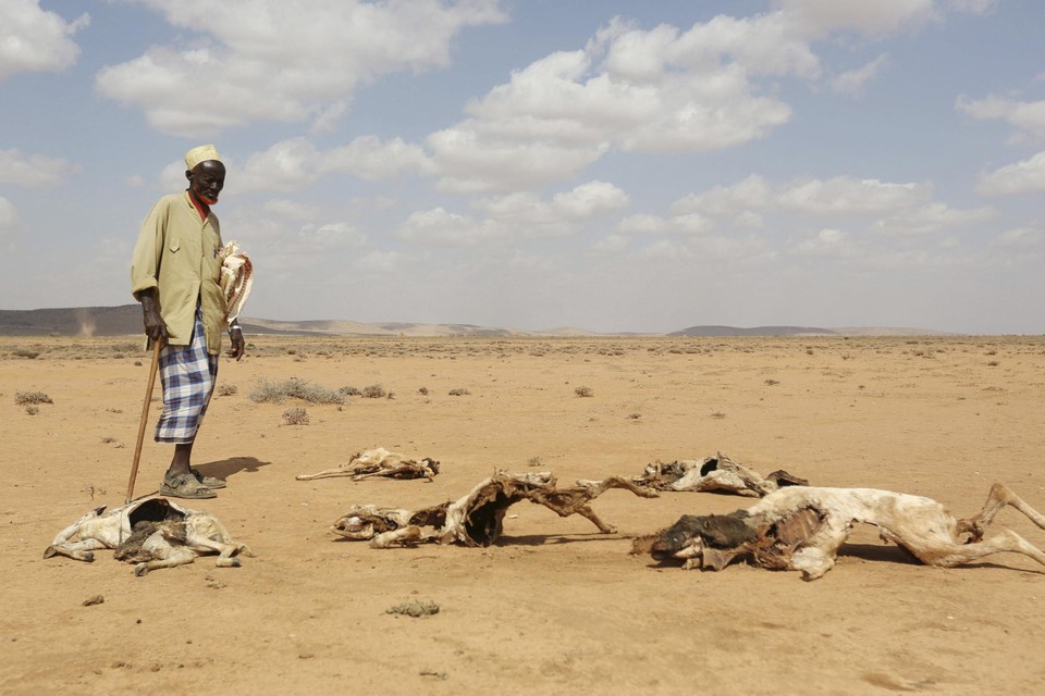 Een Somalische man kijkt naar dieren die gestorven zijn door de verschrikkelijke droogte. 