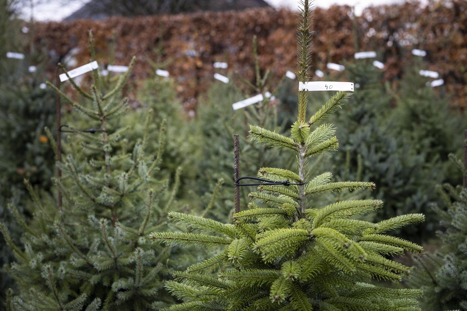 Kerstbomen van ‘De Hutten’ in Genk 