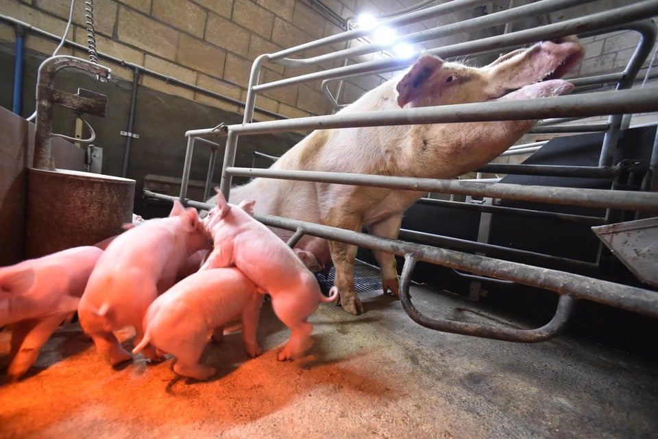 De Vlaamse regering wil de noodlijdende varkenssector een uitweg bieden. Dat moet tegelijk ook de stikstofuitstoot reduceren. 