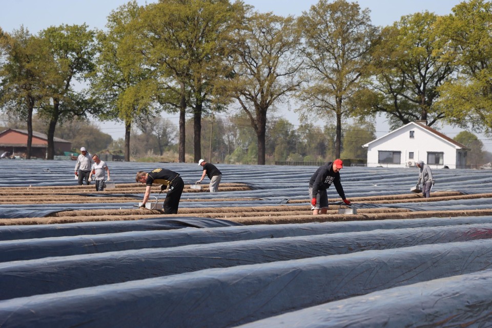 Poolse arbeiders op aspergevelden in Kinrooi. 