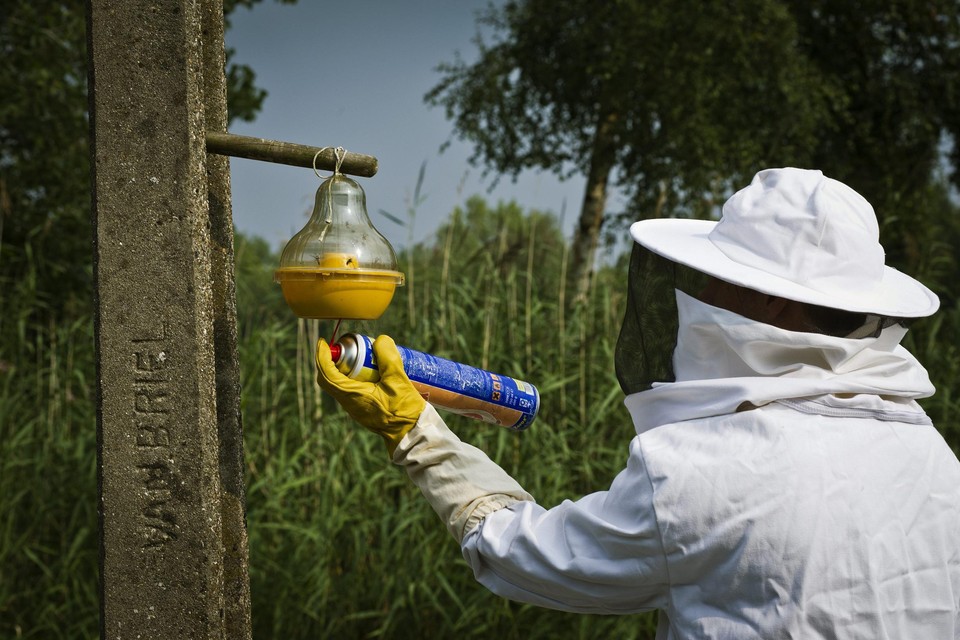 Wespen zijn nuttige dieren. Meld alleen hinderlijke of gevaarlijke nesten. 
