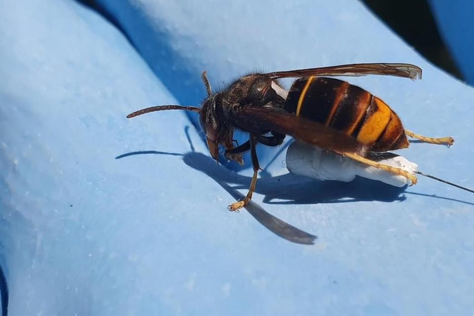 Een hoornaar met een minizender. — © Rob Voesten  