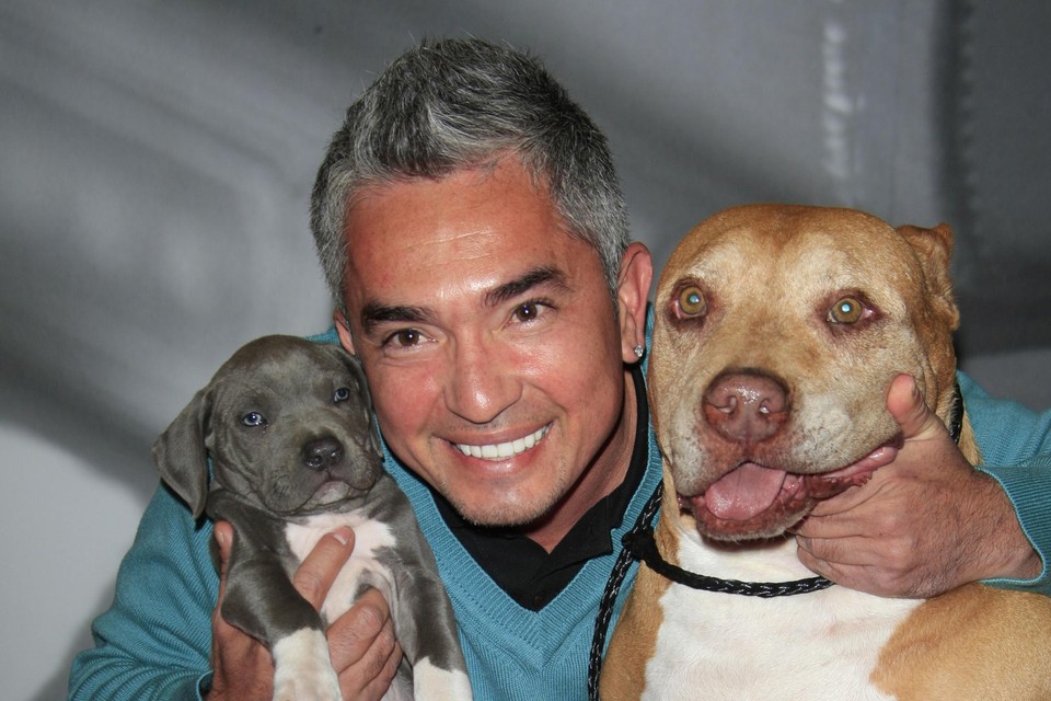 Cesar Millan is wereldberoemd door zijn aanpak van gedragsproblemen bij honden 
