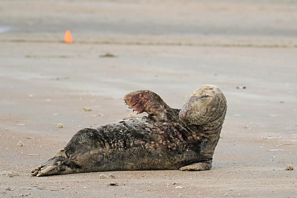 Oscar dook geregeld op langs de Belgische kust. Hij was de enige zeehond die echt tot op het strand kwam. 