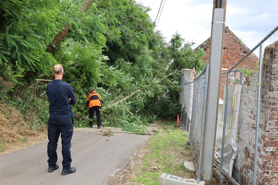Elektriciteitsdraden voorkwamen dat de twee bomen volledig op een beschermd pand vielen.