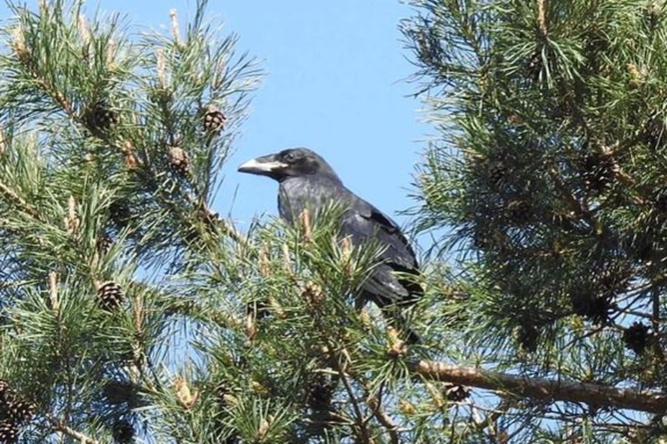 Het jong werd hoog in de mooiste boom van de buurt vlakbij zijn nest gespot door de boswachter. 