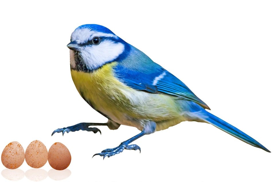 gezagvoerder mixer esthetisch Hoe weet je welk ei van welke vogel is? Onze dierendokter lijst de  verschillen op | Het Belang van Limburg Mobile