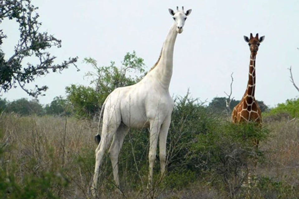 Er zijn maar weinig witte giraffen in Kenia en ze worden zelden gespot.