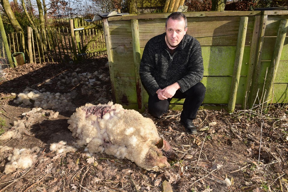 Jan Loos van Welkom Wolf bij een schaap dat is doodgebeten door een wolf. 