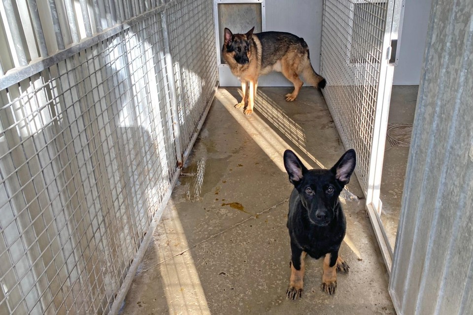 De twee Duitse herders zitten nu in het dierenasiel van Sint-Truiden.