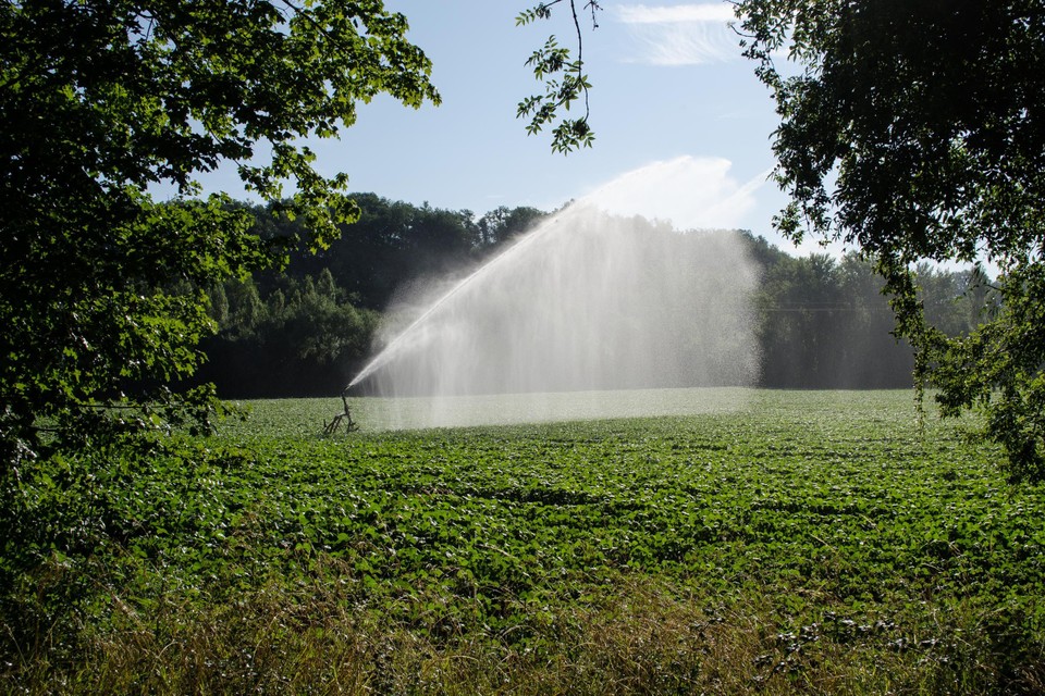 Heel wat landbouwbedrijven willen meer sproeisystemen installeren om hun gewassen te redden. 