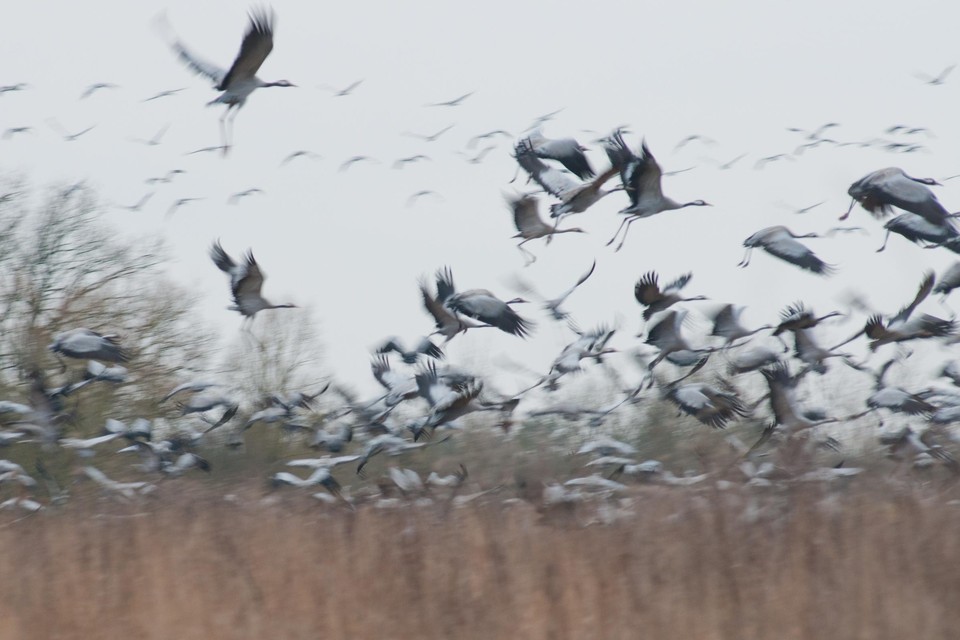 Overtrekkende kraanvogels vliegen vaak in een V-formatie, zoals eenden en ganzen. 
