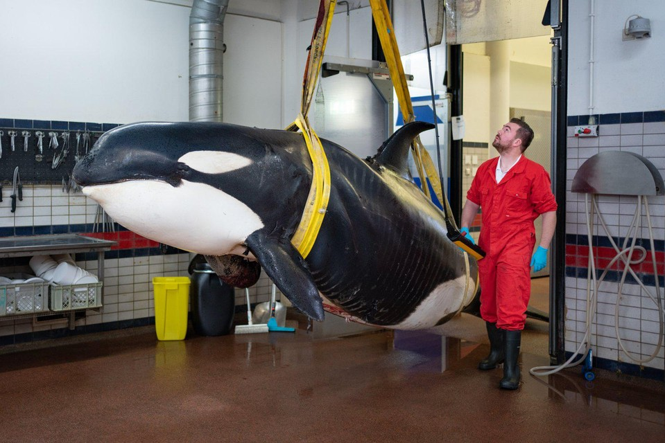 Het kadaver van de orka kwam zondagochtend aan op de universiteit van Utrecht 
