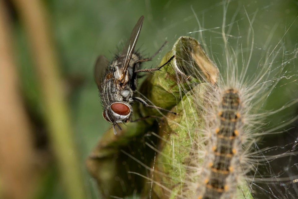 De sluipvlieg - een parasiet - hier samen met de eikenprocessierups. 