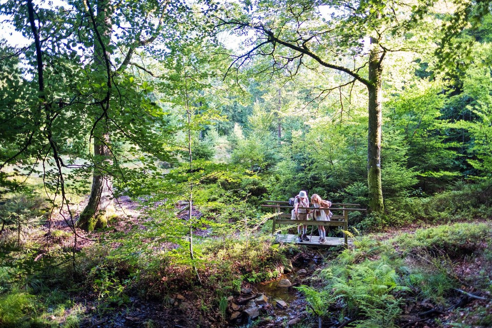 Tijdens een wandeling in het woud van Saint-Hubert zal het meteen opvallen hoe stil het is.