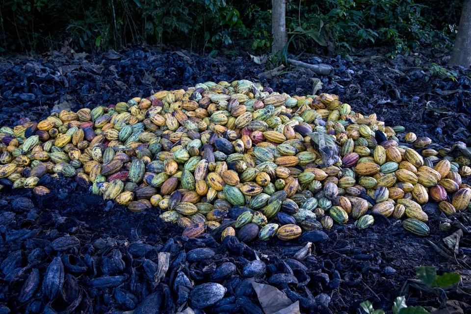 Cacaobonen in Ivoorkust, waar een op de twee kinderen in de cacaogezinnen arbeid moet verrichten. 