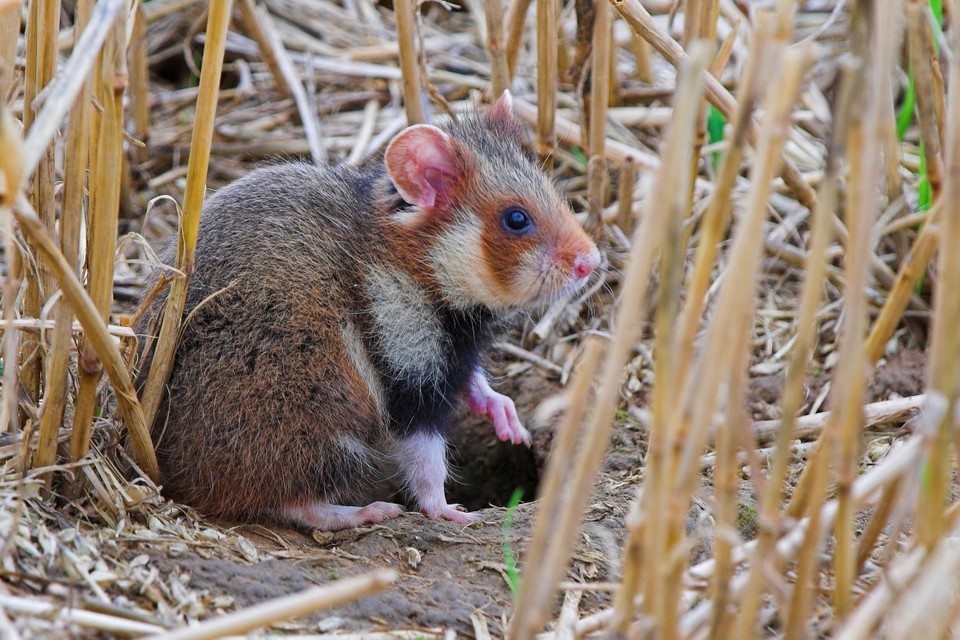 Het eerste uitzettingsprogramma van de Europese hamster in Tongeren heeft niet veel opgeleverd.