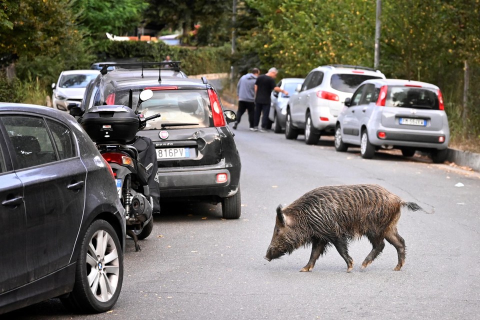 Een everzwijn steekt de straat over in Rome. Door de pandemie lijken de dieren nog dichter bij mensen gekomen te zijn. 