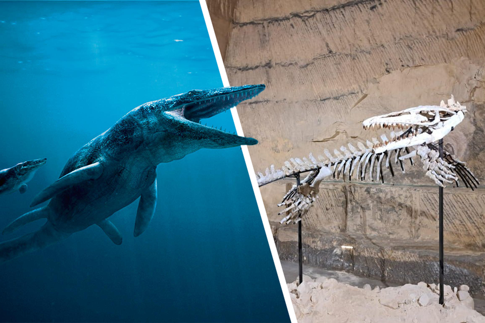 Zo zag de mosasaurus er waarschijnlijk uit (links). Het skelet van de mosasaurus krijgt een plek in de Grotten van Kanne en is na afspraak te bewonderen (rechts).