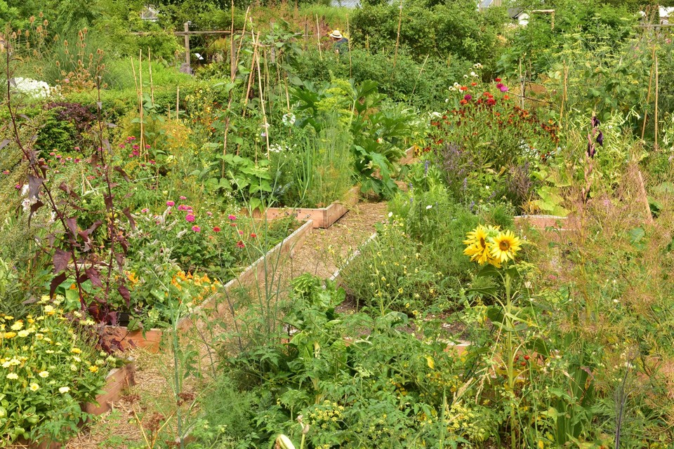 Ambitieus Machtig piek Zet bloemen tussen je groenten en maak een lappendeken van je moestuin:  deze planten zijn ideale buren om te groeien en lastige beestjes weg te  houden | Het Belang van Limburg Mobile
