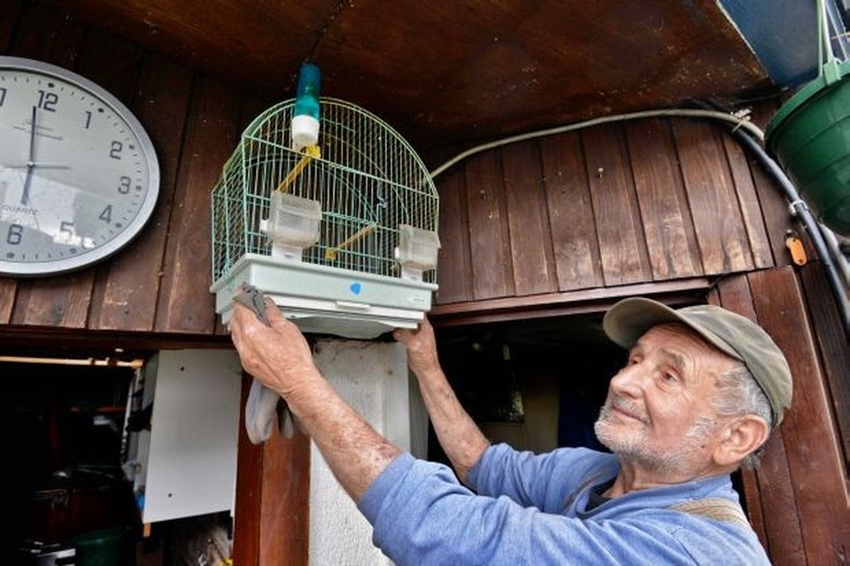 Zij zijn web middelen Dieven stelen vogelkooi met kanarie in Zwartberg (Genk) | Het Belang van  Limburg Mobile