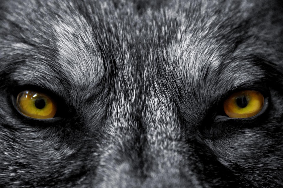 De introductie van wolven zet de Schotse Hooglanden op stelten in de ecothriller ‘Ooit waren er wolven’. 
