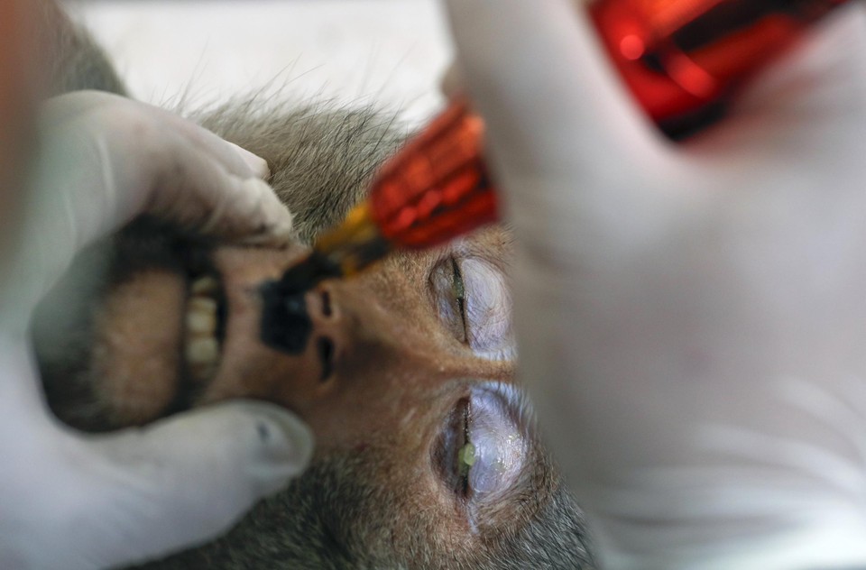 De makaken worden getatoeëerd. Dat moet toekomstige identificatie gemakkelijker maken.