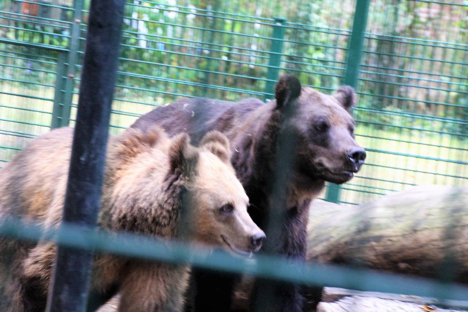 Sandra en Tishka zijn na twee maanden quarantaine terug in het Natuurhulpcentrum.  