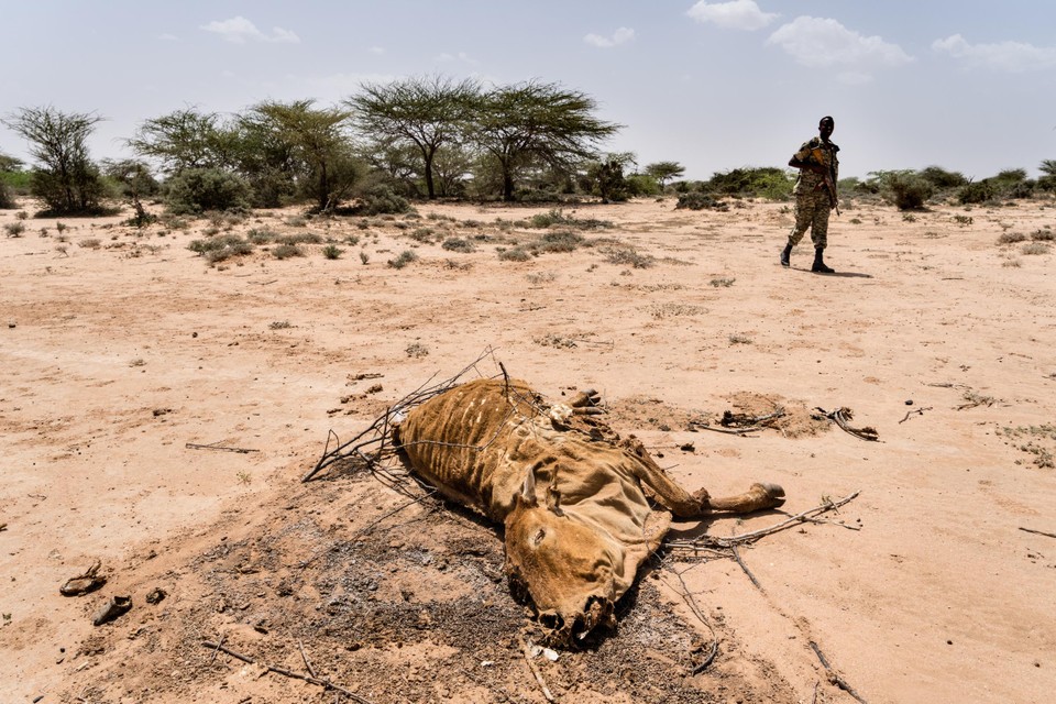 Dood vee wordt opgegeten door hyena’s, knaagdieren en insecten.