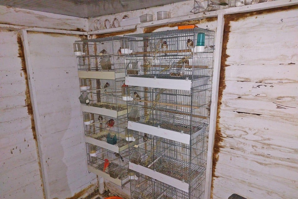 De in beslag genomen vogels werden opgevangen in het Vogel- en Zoogdierenopvangcentrum van Heusden-Zolder.  