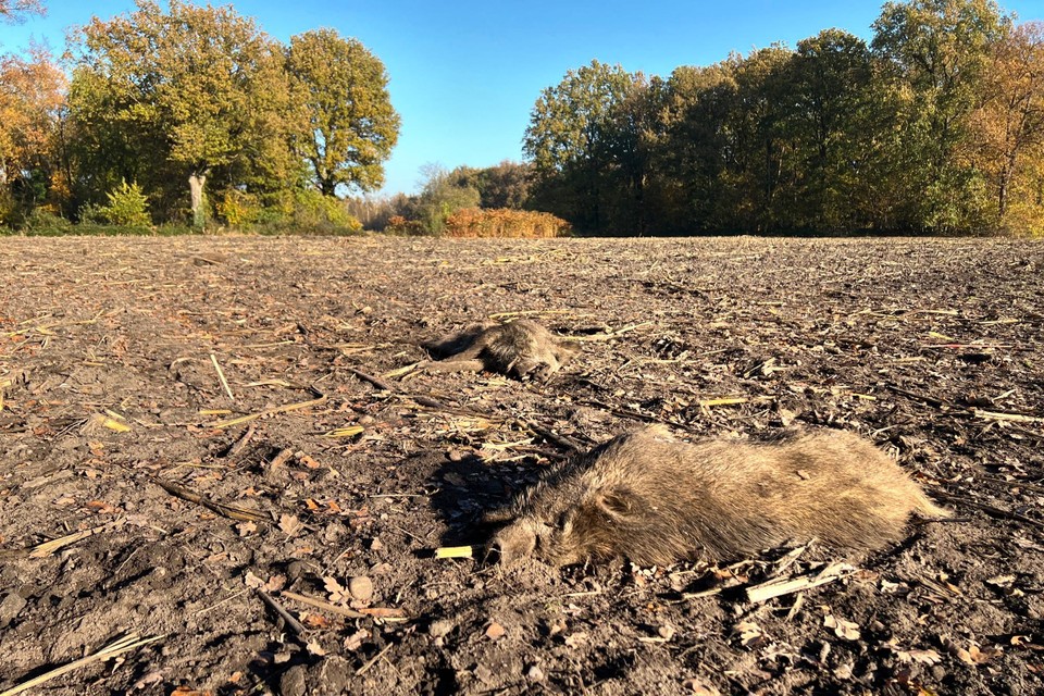 Toevallige passanten zagen de dode dieren liggen in een maïsveld in de Paresbemdstraat. 