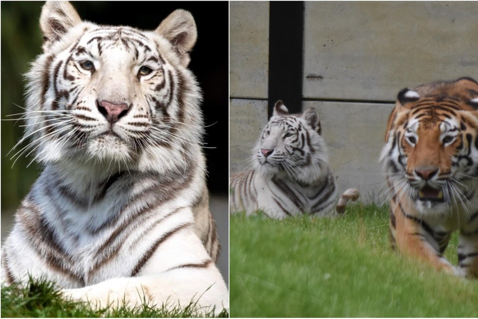 Awi (witte tijger), hier rechts met haar broer Paka, die begin dit jaar plots overleed door een infectie. 