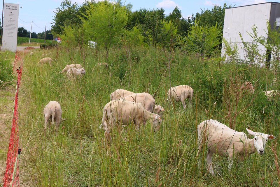 Een 100-tal schapen begrazen de buffer aan kmo-zone Heikesveld.  Het gaat om een proefproject. 