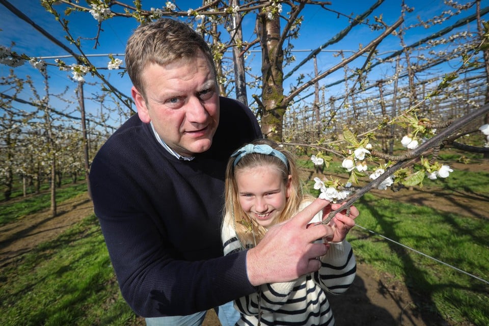 Raf Gielen, hier met dochter Emma, toont zijn eerste kersenbloesems: “Deze bloeien al omdat ze op een zuiderhelling staan. Maar het overgrote deel bloeit nu nog niet.”