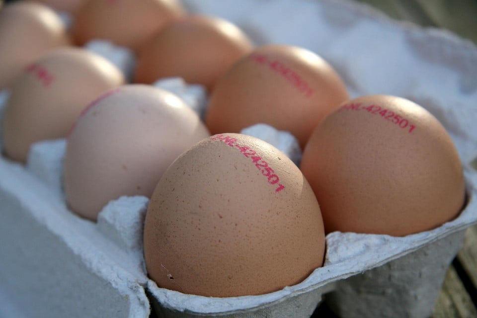 Bont Bakkerij Onzuiver Prijs eieren op recordhoogte door vogelgriep en energie- en voedingsprijzen  | Het Belang van Limburg Mobile