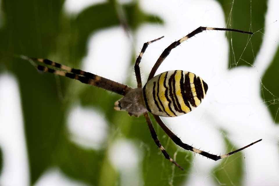 Het strepenpatroon komt alleen voor bij vrouwtjesspinnen. 