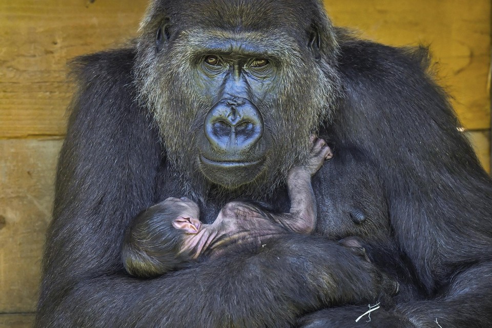 Kala en haar baby 