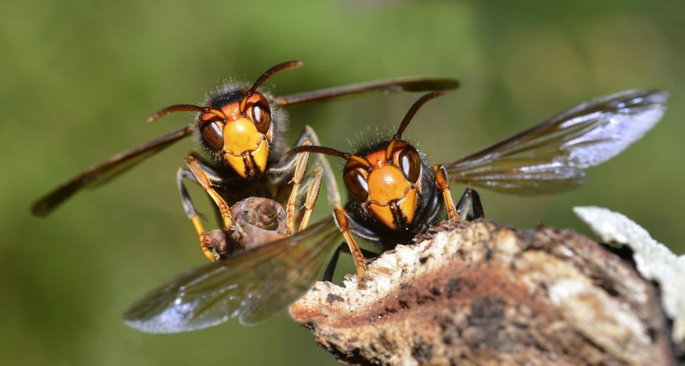 Twee Aziatische hoornaars bij hun nest.