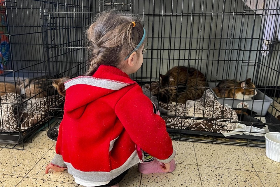 Een jong meisje vluchtte met haar moeder en andere burgers uit Oekraïne naar Kinrooi. Het gezelschap had ook katten, honden en een cavia bij. 