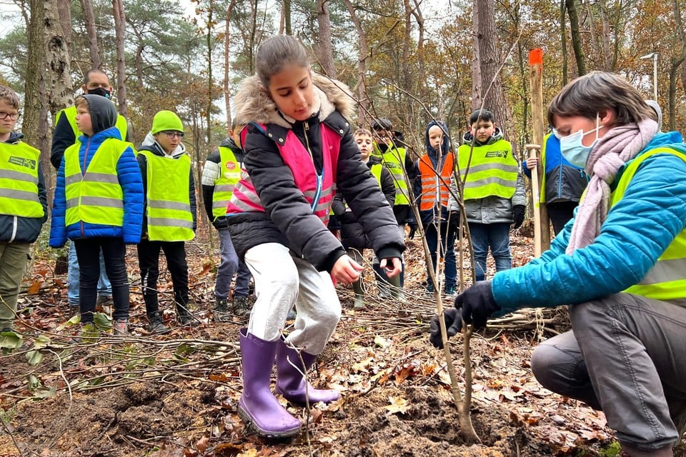 Kinderen van drie basisscholen in Genk hebben vrijdag de aanzet gegeven voor het planten van drieduizend bomen in het Sportbos in Genk. 