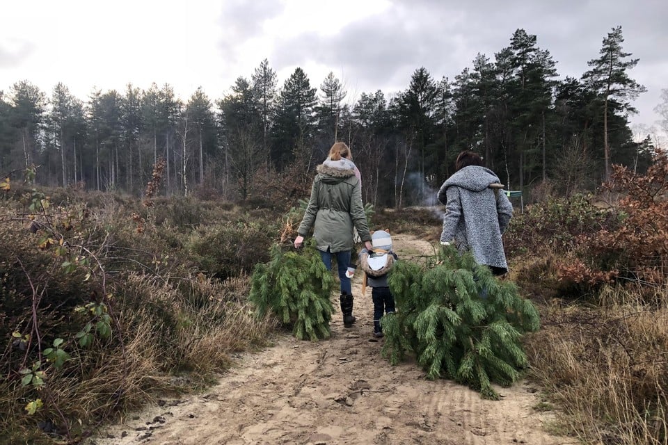 De kerstboomactie in het Nationaal Park Hoge Kempen was vorig jaar een groot succes. 
