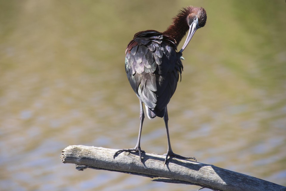 Zwarte ibis.