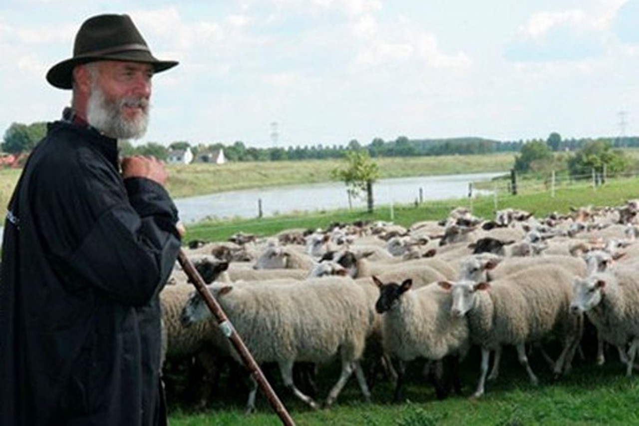Limburgse herder komt met 600 schapen aan in Brussel | Het Belang van  Limburg